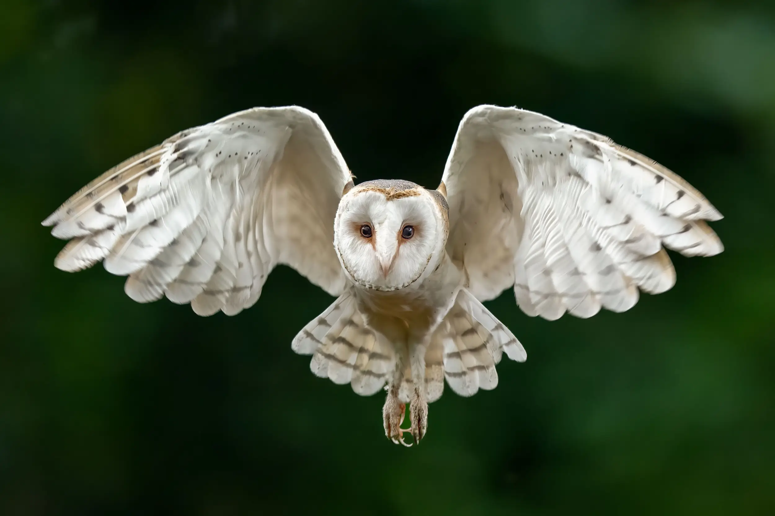 Baytree Owl and Wildlife Centre