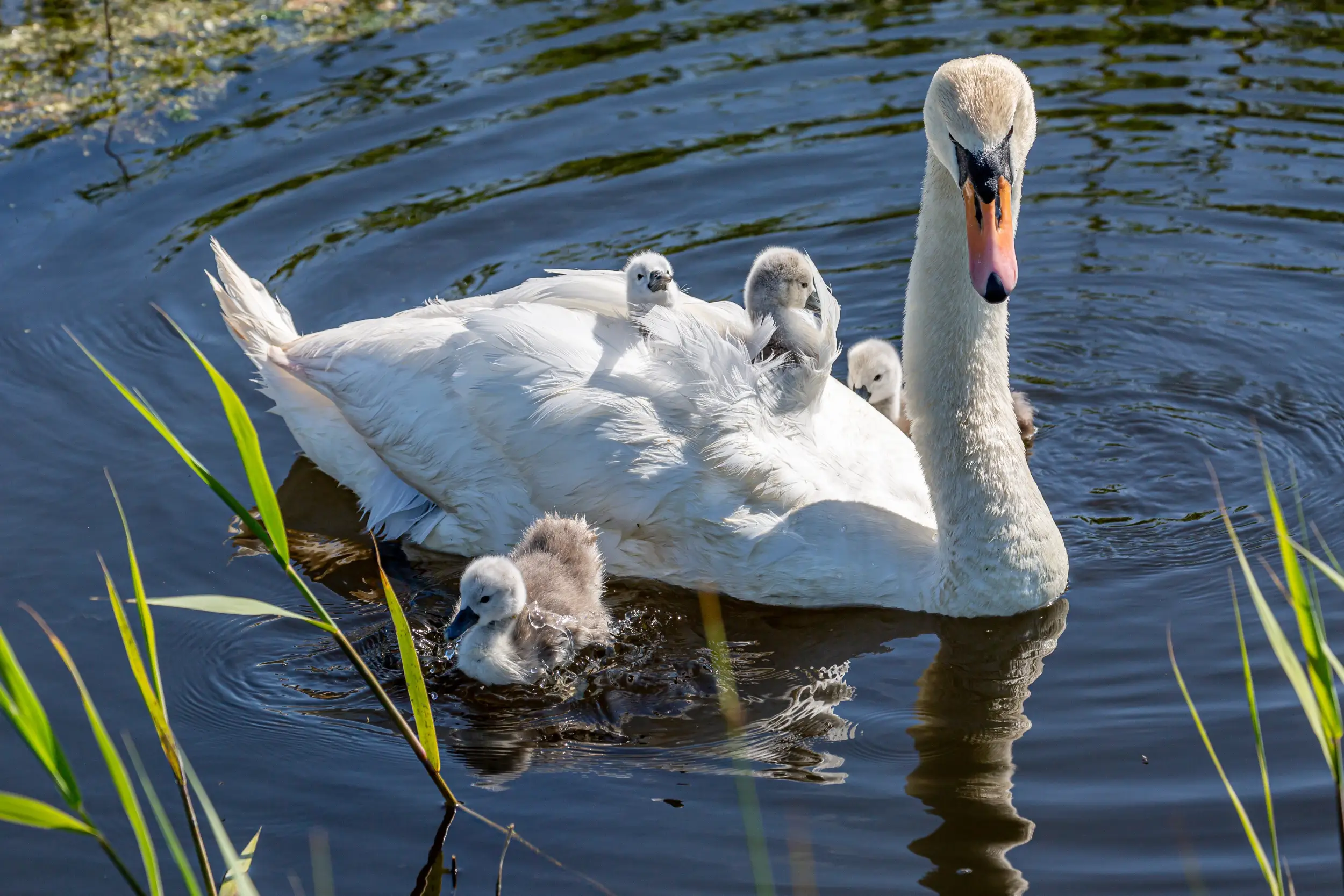 Deeping Lakes Nature Reserve