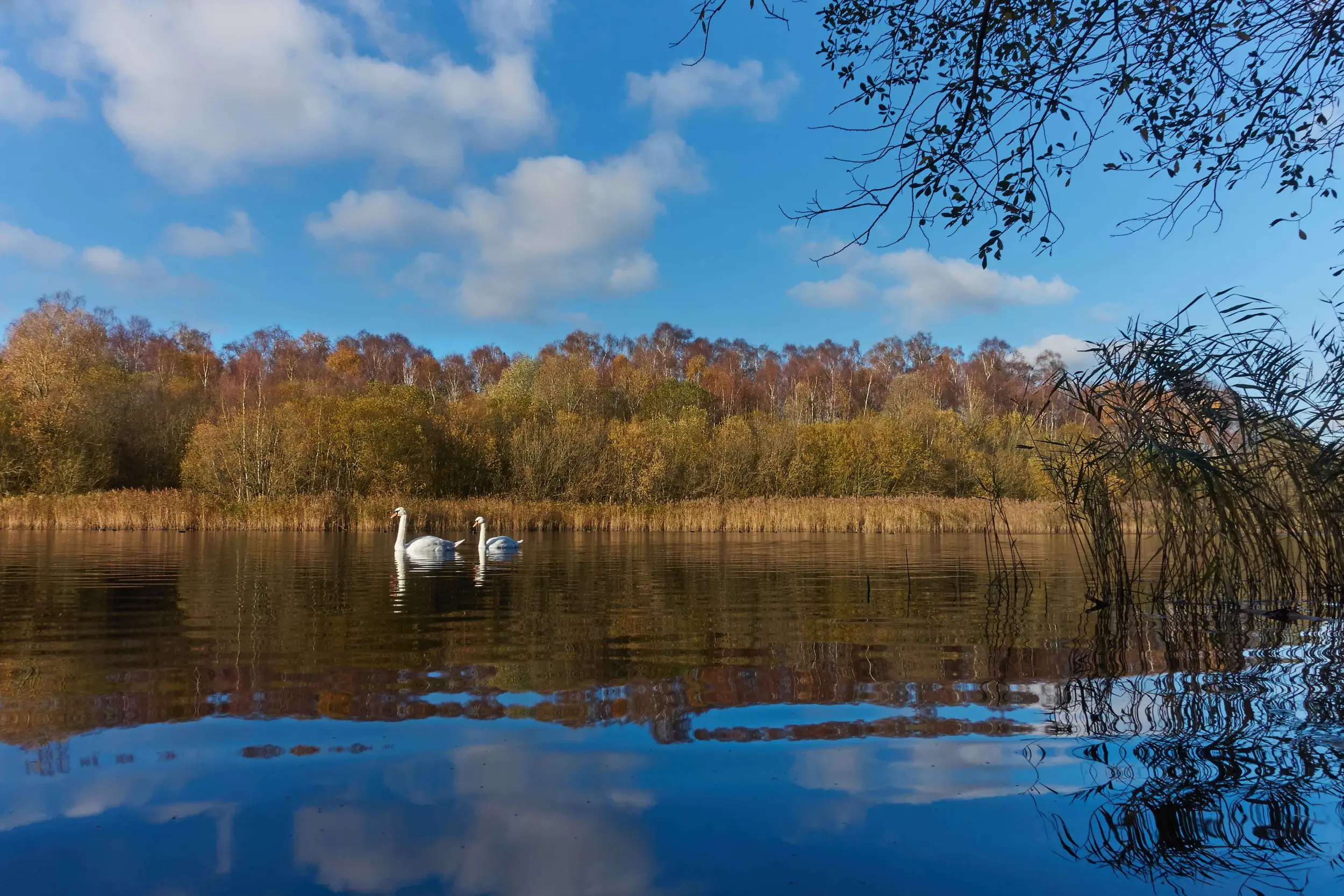 Swans on open water at Holme Fen Nature Reserve, part of the Great Fen landscape