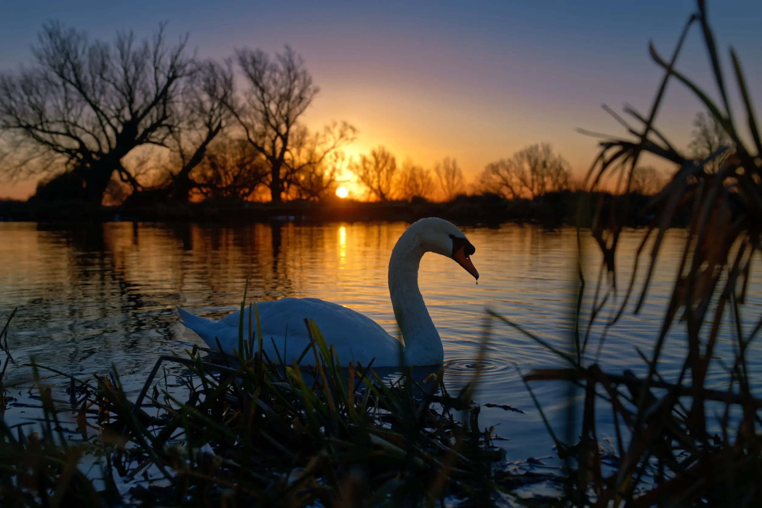 A mute swan on still water at sunset, framed by reeds and silhouetted trees
