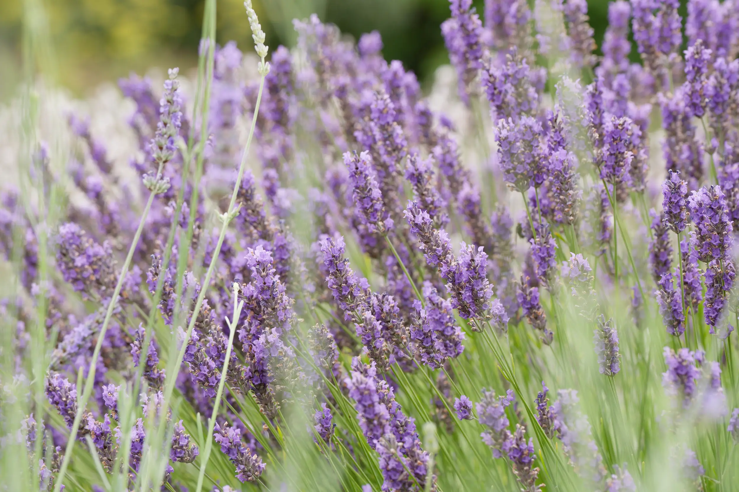 Norfolk Lavender