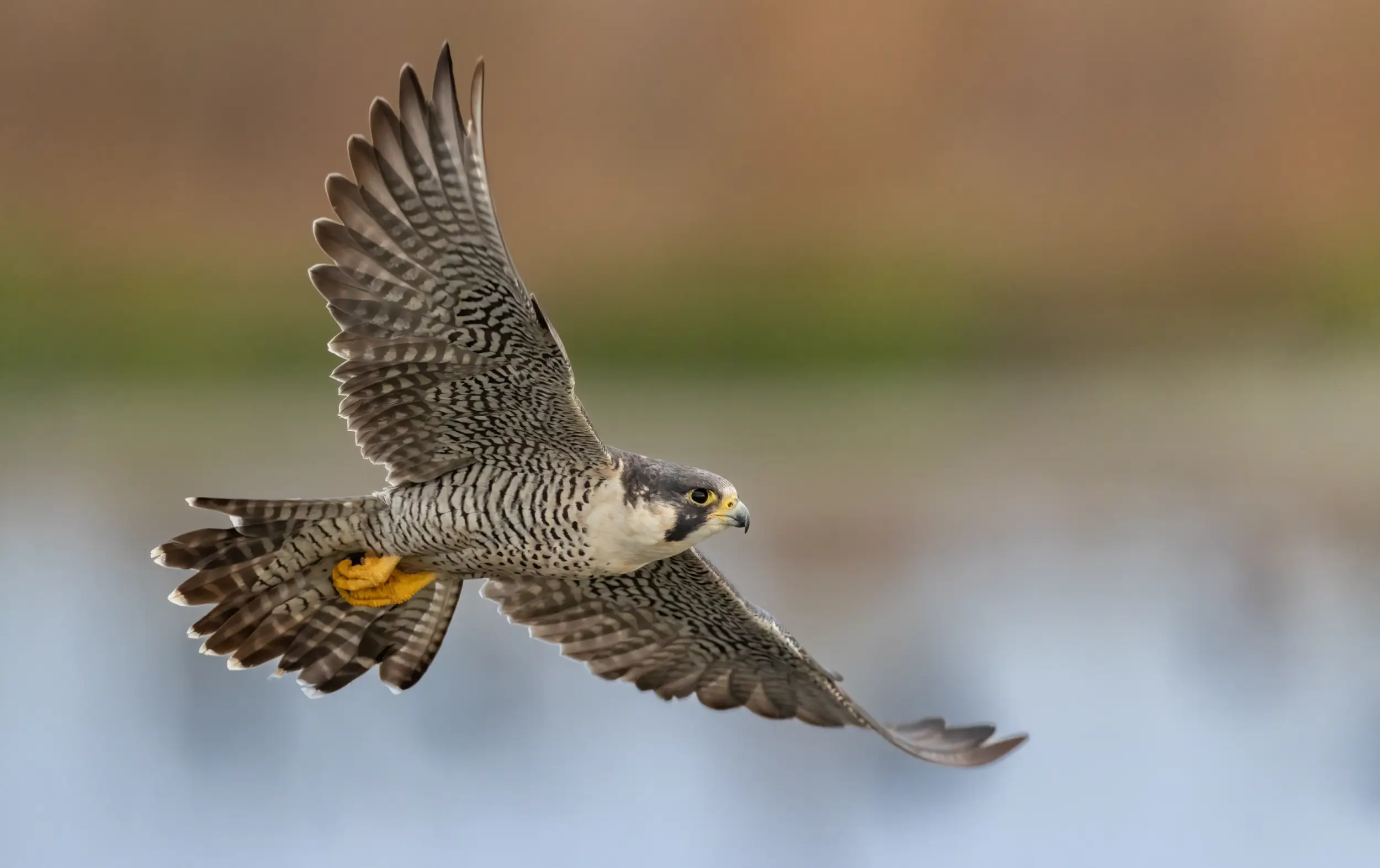The Raptor Foundation