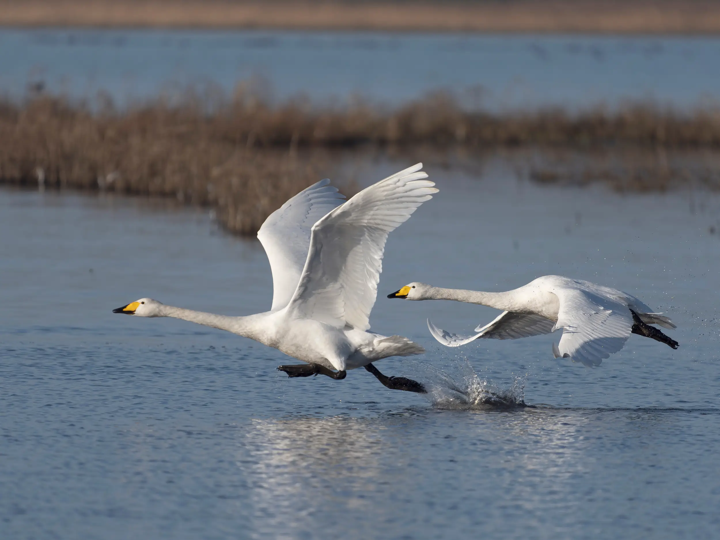Swans taking flight above the water at WWT Welney Wetland Centre