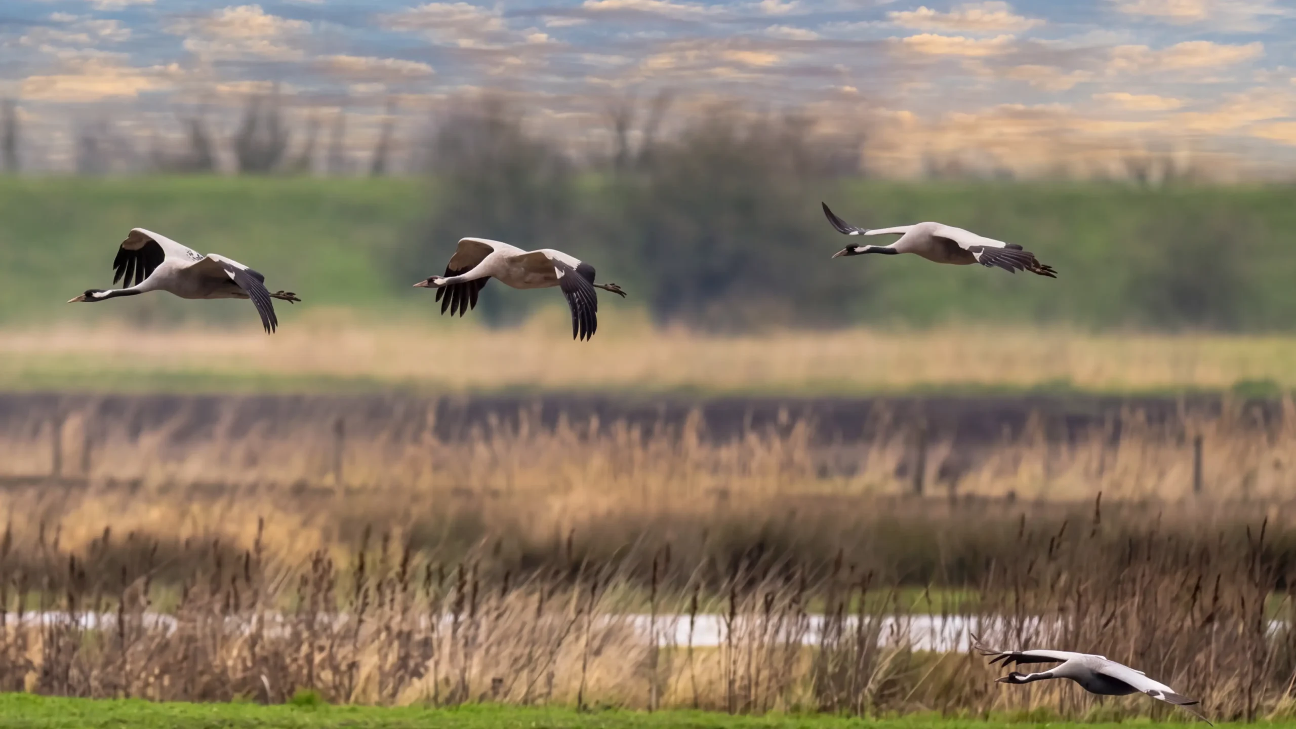 Willow Tree Fen